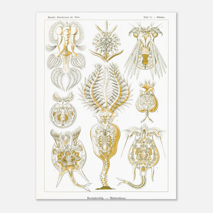 Planche de rotifères Rotatoria - Illustration d'Ernst Haeckel (30x40 cm). Planche naturaliste d'Ernst Haeckel présentant des rotifères, avec des illustrations numérotées de diverses formes de ces organismes microscopiques, réalisées en gravure sur fond blanc.