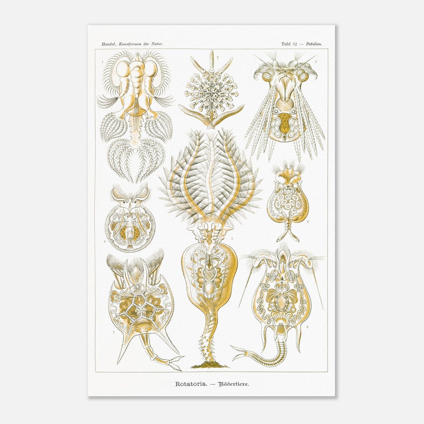Planche de rotifères Rotatoria - Illustration d'Ernst Haeckel (40x60 cm). Planche naturaliste d'Ernst Haeckel présentant des rotifères, avec des illustrations numérotées de diverses formes de ces organismes microscopiques, réalisées en gravure sur fond blanc.