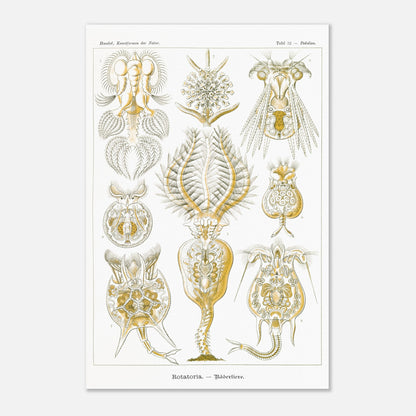 Planche de rotifères Rotatoria - Illustration d'Ernst Haeckel (40x60 cm). Planche naturaliste d'Ernst Haeckel présentant des rotifères, avec des illustrations numérotées de diverses formes de ces organismes microscopiques, réalisées en gravure sur fond blanc.