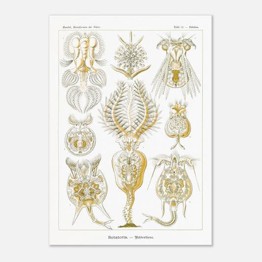 Planche de rotifères Rotatoria - Illustration d'Ernst Haeckel (42x59,4 cm (A2)). Planche naturaliste d'Ernst Haeckel présentant des rotifères, avec des illustrations numérotées de diverses formes de ces organismes microscopiques, réalisées en gravure sur fond blanc.