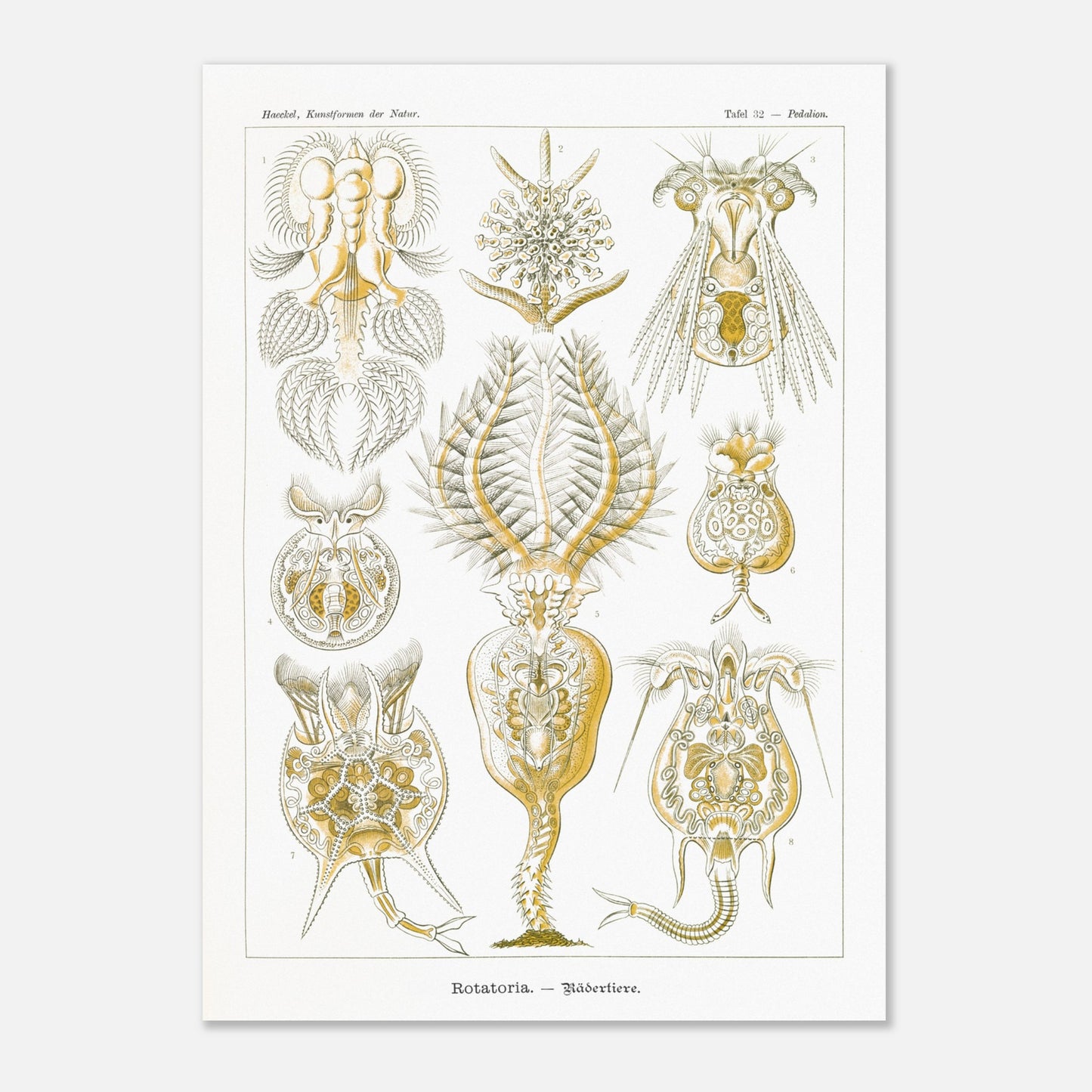 Planche de rotifères Rotatoria - Illustration d'Ernst Haeckel (50x70 cm). Planche naturaliste d'Ernst Haeckel présentant des rotifères, avec des illustrations numérotées de diverses formes de ces organismes microscopiques, réalisées en gravure sur fond blanc.