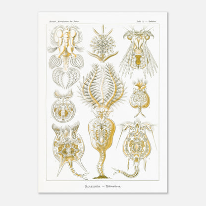 Planche de rotifères Rotatoria - Illustration d'Ernst Haeckel (50x70 cm). Planche naturaliste d'Ernst Haeckel présentant des rotifères, avec des illustrations numérotées de diverses formes de ces organismes microscopiques, réalisées en gravure sur fond blanc.