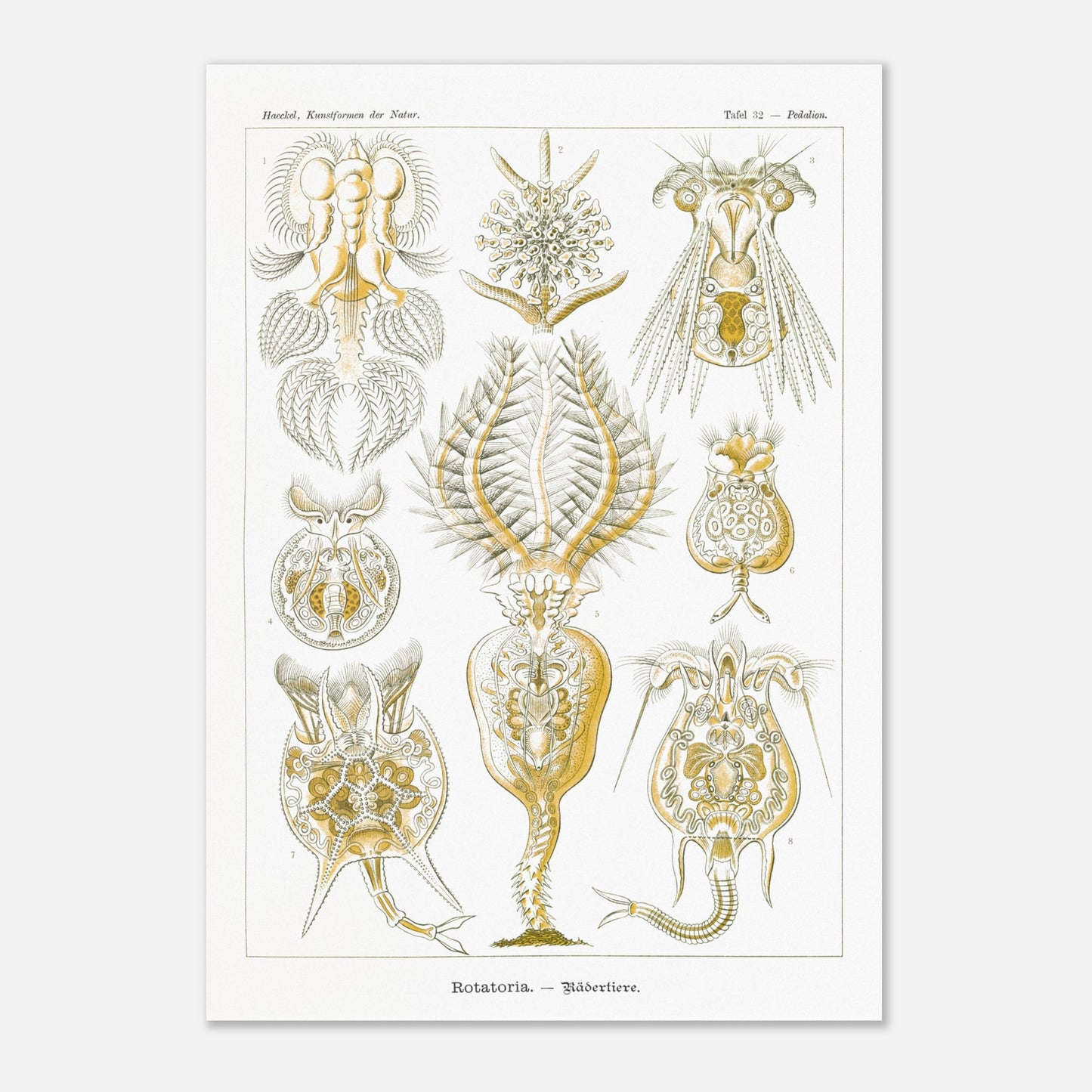 Planche de rotifères Rotatoria - Illustration d'Ernst Haeckel (59,4x84,1 cm (A1)). Planche naturaliste d'Ernst Haeckel présentant des rotifères, avec des illustrations numérotées de diverses formes de ces organismes microscopiques, réalisées en gravure sur fond blanc.