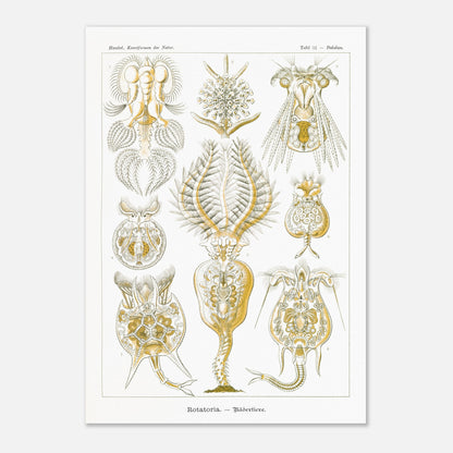 Planche de rotifères Rotatoria - Illustration d'Ernst Haeckel (59,4x84,1 cm (A1)). Planche naturaliste d'Ernst Haeckel présentant des rotifères, avec des illustrations numérotées de diverses formes de ces organismes microscopiques, réalisées en gravure sur fond blanc.