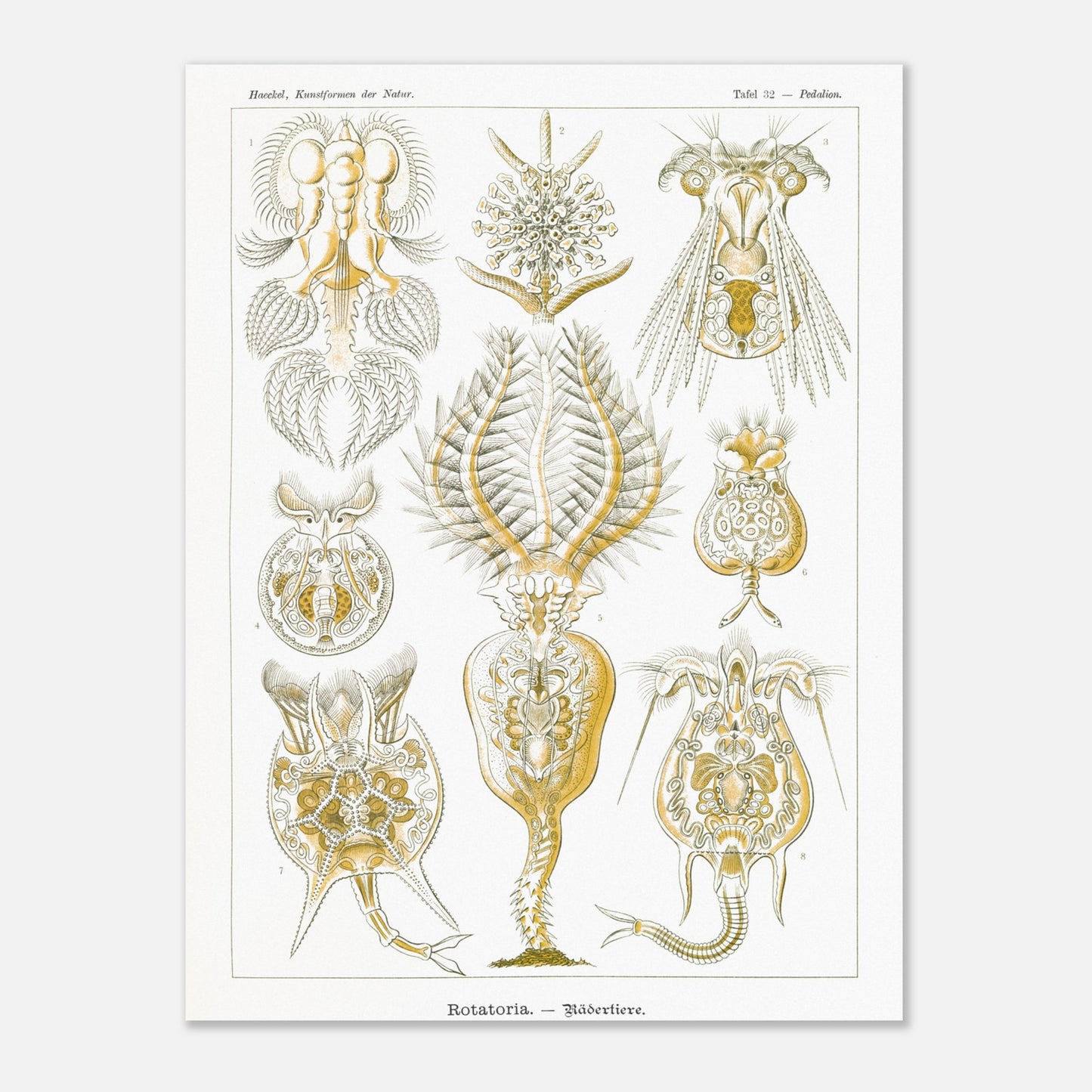 Planche de rotifères Rotatoria - Illustration d'Ernst Haeckel (60x80 cm). Planche naturaliste d'Ernst Haeckel présentant des rotifères, avec des illustrations numérotées de diverses formes de ces organismes microscopiques, réalisées en gravure sur fond blanc.