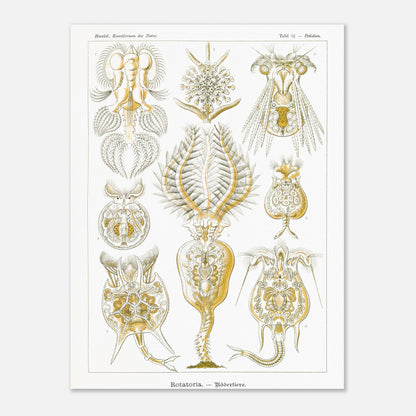 Planche de rotifères Rotatoria - Illustration d'Ernst Haeckel (60x80 cm). Planche naturaliste d'Ernst Haeckel présentant des rotifères, avec des illustrations numérotées de diverses formes de ces organismes microscopiques, réalisées en gravure sur fond blanc.