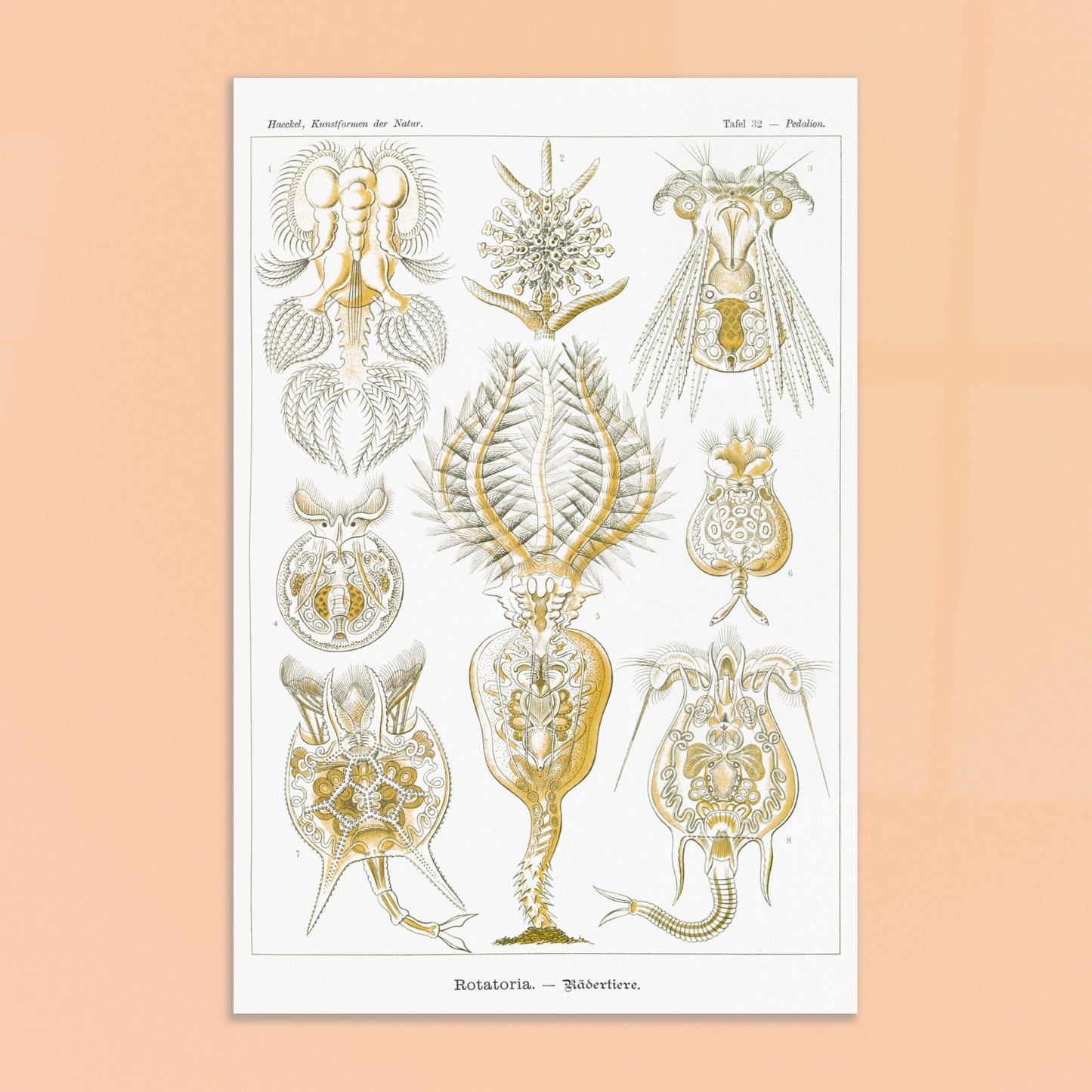 Planche de rotifères Rotatoria - Illustration d'Ernst Haeckel. Planche naturaliste d'Ernst Haeckel présentant des rotifères, avec des illustrations numérotées de diverses formes de ces organismes microscopiques, réalisées en gravure sur fond blanc. Image d'illustration 8