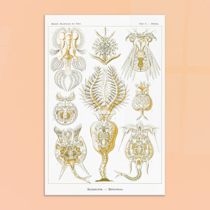 Planche de rotifères Rotatoria - Illustration d'Ernst Haeckel. Planche naturaliste d'Ernst Haeckel présentant des rotifères, avec des illustrations numérotées de diverses formes de ces organismes microscopiques, réalisées en gravure sur fond blanc. Image d'illustration 8