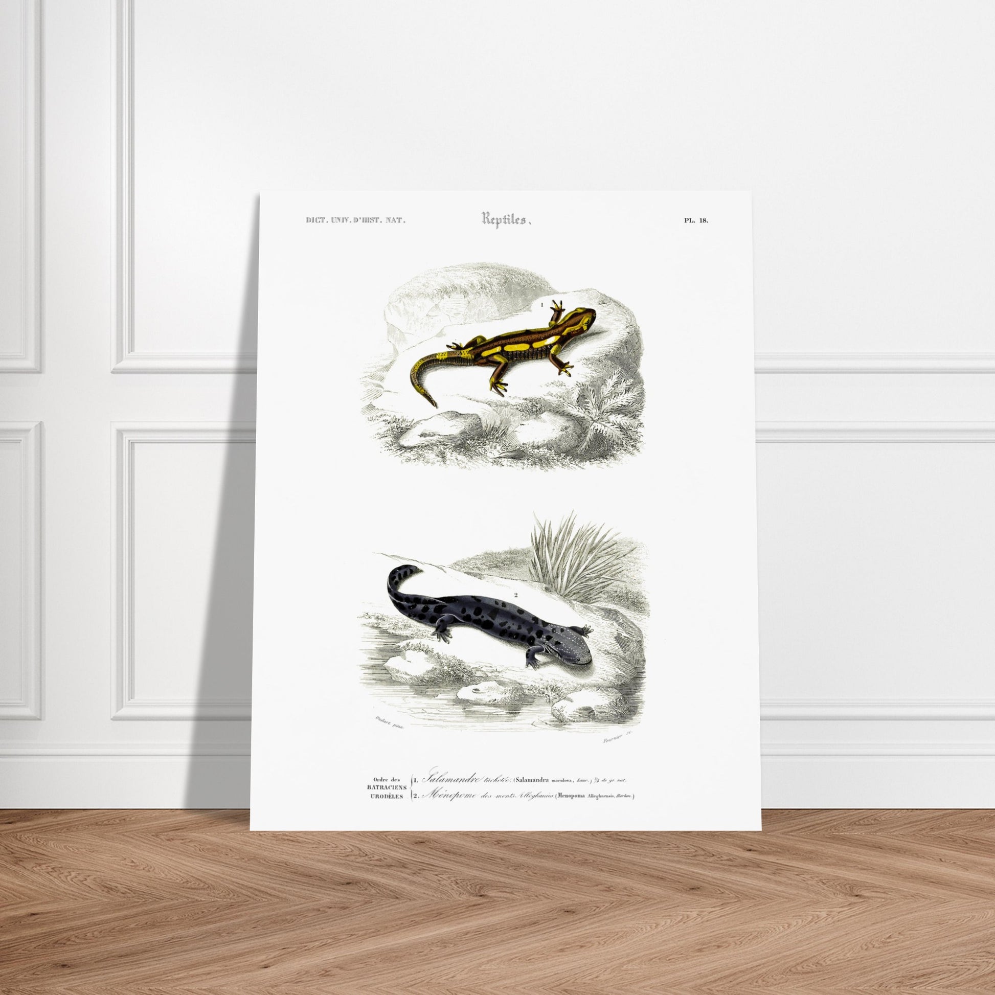 Salamandre tachetée, Ménopome des monts Alléghanys - illustration naturaliste du Dictionnaire Universel d'Histoire Naturelle de Charles d'Orbigny - image 52907772150093