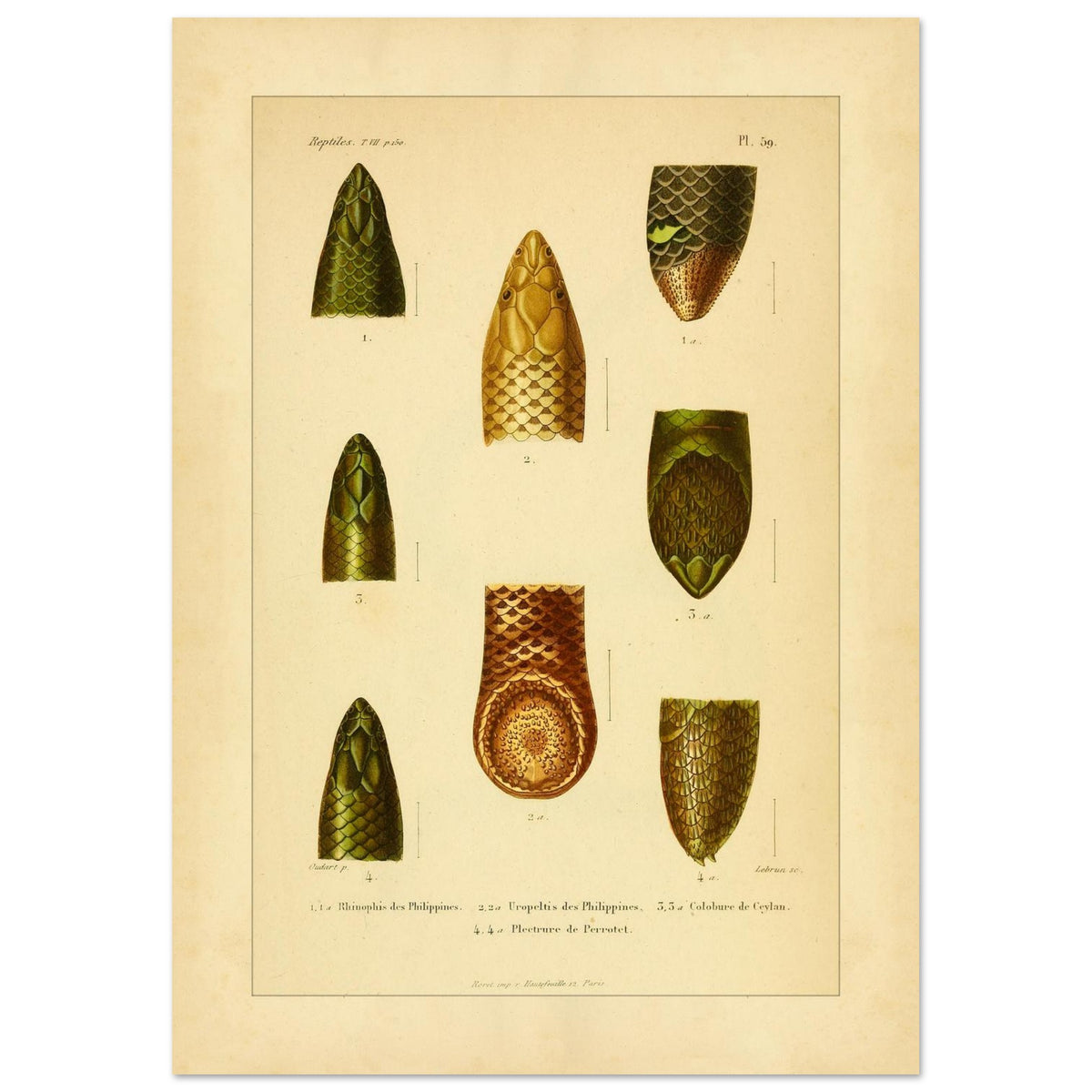 Philippinen-Rhinophis und andere Schlangen: Scolecophidia-Tafel (29,7x42 cm (A3)). Tafel mit Abbildungen von Schlangenköpfen, darunter ein philippinischer Rhinophis, ein philippinischer Uropeltis und eine ceylonesische Colobura.
