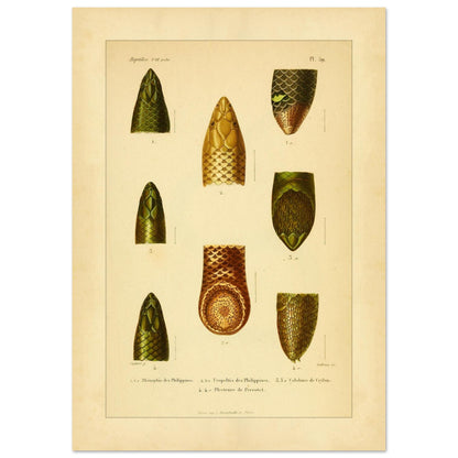 Philippinen-Rhinophis und andere Schlangen: Scolecophidia-Tafel (29,7x42 cm (A3)). Tafel mit Abbildungen von Schlangenköpfen, darunter ein philippinischer Rhinophis, ein philippinischer Uropeltis und eine ceylonesische Colobura.