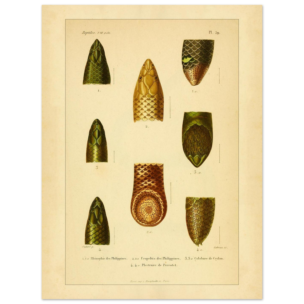 Philippinen-Rhinophis und andere Schlangen: Scolecophidia-Tafel (30x40 cm). Tafel mit Abbildungen von Schlangenköpfen, darunter ein philippinischer Rhinophis, ein philippinischer Uropeltis und eine ceylonesische Colobura.