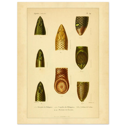 Philippinen-Rhinophis und andere Schlangen: Scolecophidia-Tafel (30x40 cm). Tafel mit Abbildungen von Schlangenköpfen, darunter ein philippinischer Rhinophis, ein philippinischer Uropeltis und eine ceylonesische Colobura.