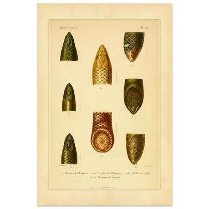 Philippinen-Rhinophis und andere Schlangen: Scolecophidia-Tafel (40x60 cm). Tafel mit Abbildungen von Schlangenköpfen, darunter ein philippinischer Rhinophis, ein philippinischer Uropeltis und eine ceylonesische Colobura.