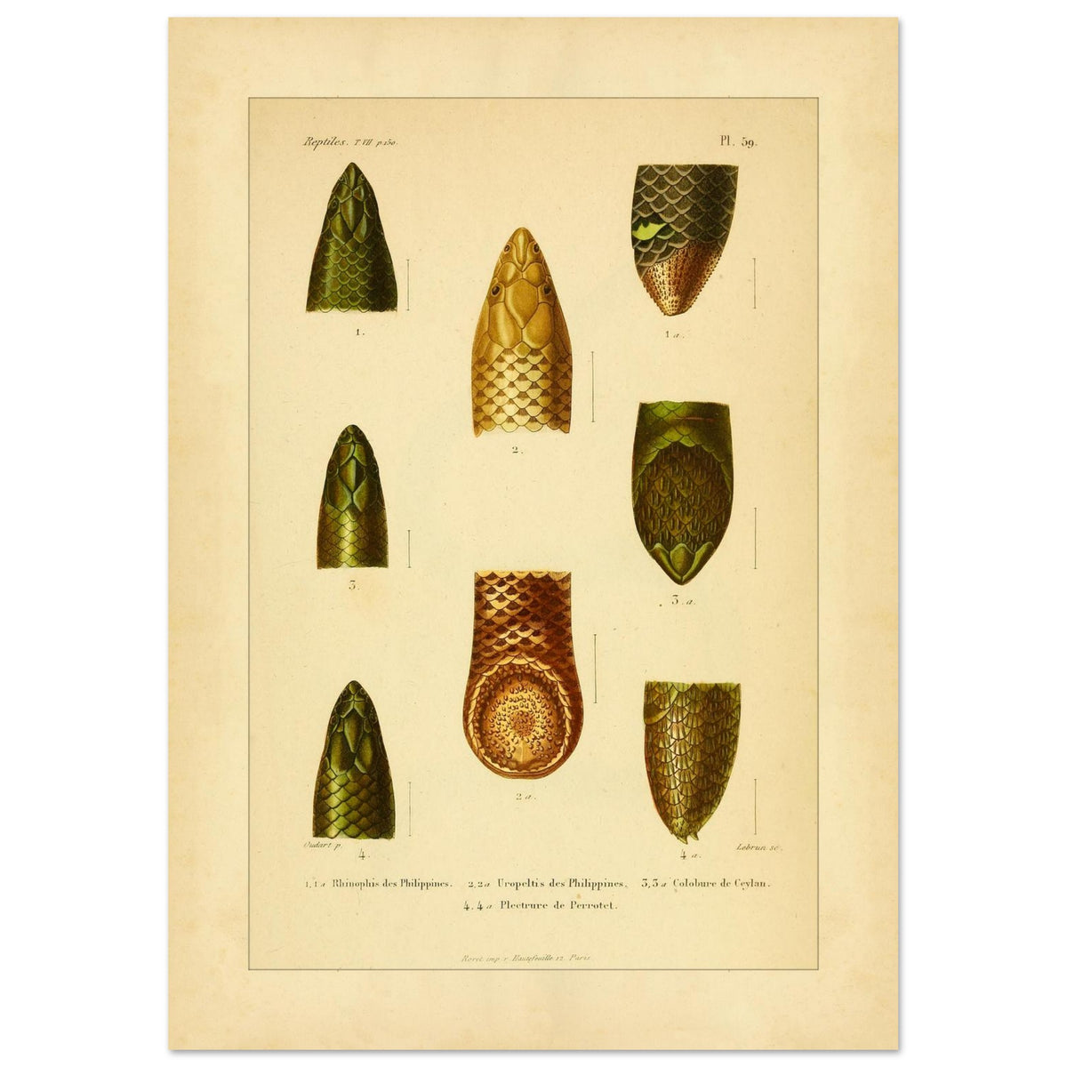 Philippinen-Rhinophis und andere Schlangen: Scolecophidia-Tafel (42x59,4 cm (A2)). Tafel mit Abbildungen von Schlangenköpfen, darunter ein philippinischer Rhinophis, ein philippinischer Uropeltis und eine ceylonesische Colobura.