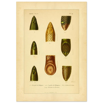 Philippinen-Rhinophis und andere Schlangen: Scolecophidia-Tafel (42x59,4 cm (A2)). Tafel mit Abbildungen von Schlangenköpfen, darunter ein philippinischer Rhinophis, ein philippinischer Uropeltis und eine ceylonesische Colobura.