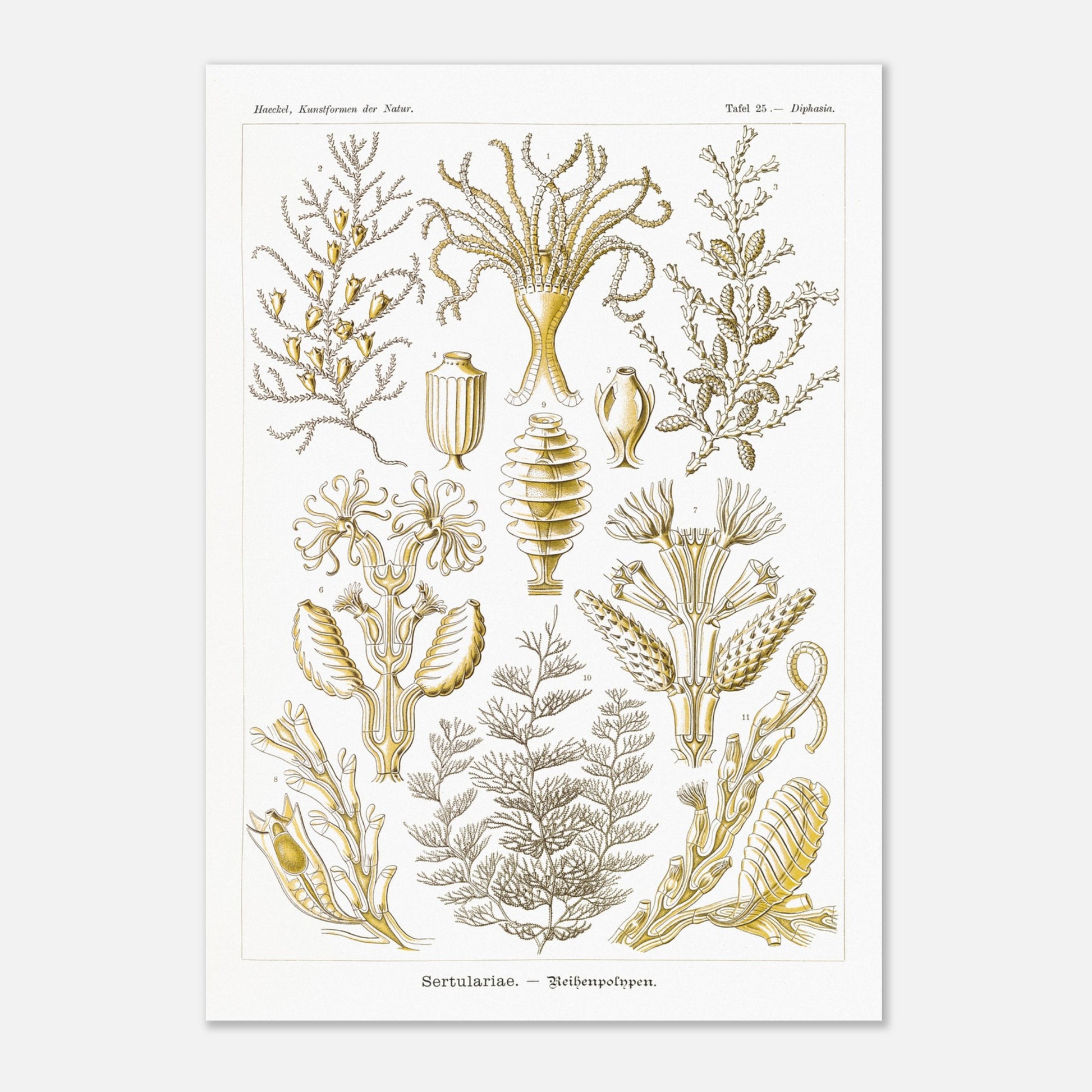 Planche scientifique des Sertulariidae d'Ernst Haeckel (29,7x42 cm (A3)). Lithographie naturaliste du XIXe siècle représentant des Sertulariidae (hydrozoaires), avec des illustrations détaillées de plusieurs spécimens montrant leurs ramifications et polypes.
