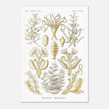 Planche scientifique des Sertulariidae d'Ernst Haeckel (29,7x42 cm (A3)). Lithographie naturaliste du XIXe siècle représentant des Sertulariidae (hydrozoaires), avec des illustrations détaillées de plusieurs spécimens montrant leurs ramifications et polypes.