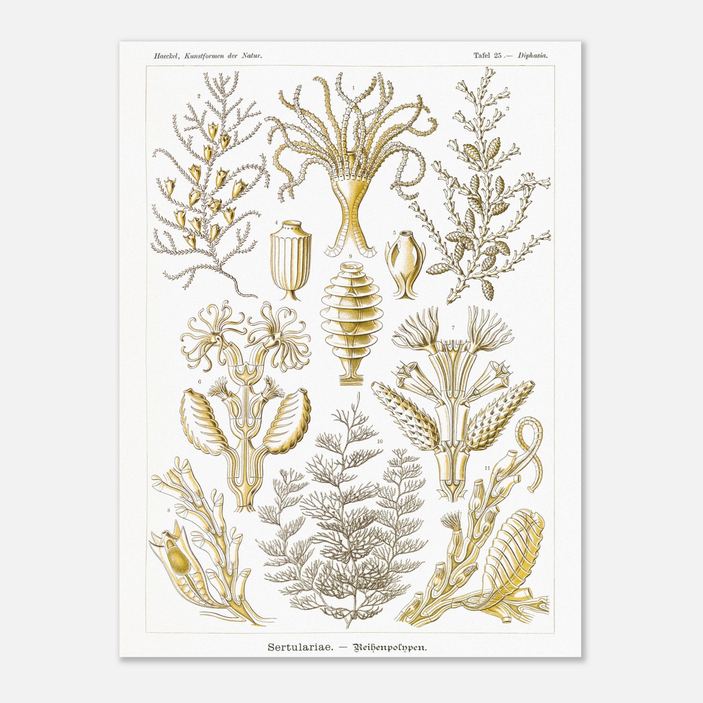 Planche scientifique des Sertulariidae d'Ernst Haeckel (30x40 cm). Lithographie naturaliste du XIXe siècle représentant des Sertulariidae (hydrozoaires), avec des illustrations détaillées de plusieurs spécimens montrant leurs ramifications et polypes.