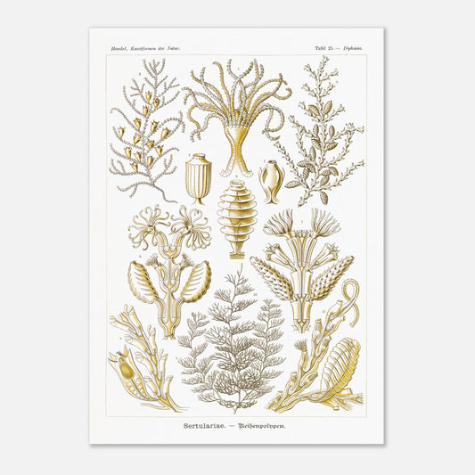 Planche scientifique des Sertulariidae d'Ernst Haeckel (42x59,4 cm (A2)). Lithographie naturaliste du XIXe siècle représentant des Sertulariidae (hydrozoaires), avec des illustrations détaillées de plusieurs spécimens montrant leurs ramifications et polypes.