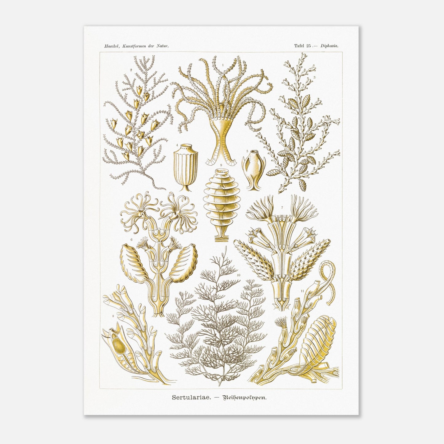 Planche scientifique des Sertulariidae d'Ernst Haeckel (59,4x84,1 cm (A1)). Lithographie naturaliste du XIXe siècle représentant des Sertulariidae (hydrozoaires), avec des illustrations détaillées de plusieurs spécimens montrant leurs ramifications et polypes.