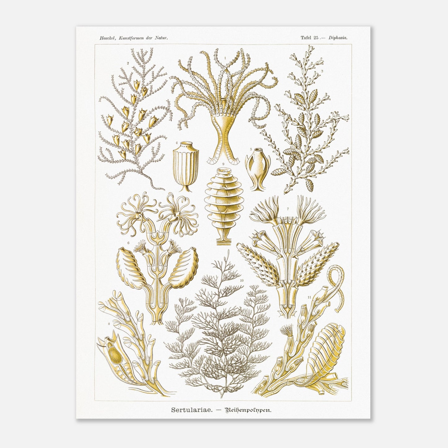 Planche scientifique des Sertulariidae d'Ernst Haeckel (60x80 cm). Lithographie naturaliste du XIXe siècle représentant des Sertulariidae (hydrozoaires), avec des illustrations détaillées de plusieurs spécimens montrant leurs ramifications et polypes.