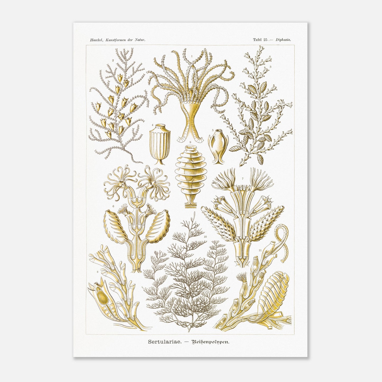 Planche scientifique des Sertulariidae d'Ernst Haeckel (70x100 cm). Lithographie naturaliste du XIXe siècle représentant des Sertulariidae (hydrozoaires), avec des illustrations détaillées de plusieurs spécimens montrant leurs ramifications et polypes.