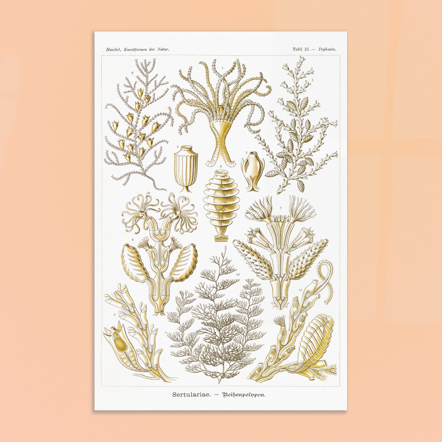 Planche scientifique des Sertulariidae d'Ernst Haeckel. Lithographie naturaliste du XIXe siècle représentant des Sertulariidae (hydrozoaires), avec des illustrations détaillées de plusieurs spécimens montrant leurs ramifications et polypes. Image d'illustration 8