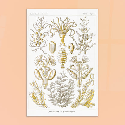 Planche scientifique des Sertulariidae d'Ernst Haeckel. Lithographie naturaliste du XIXe siècle représentant des Sertulariidae (hydrozoaires), avec des illustrations détaillées de plusieurs spécimens montrant leurs ramifications et polypes. Image d'illustration 8