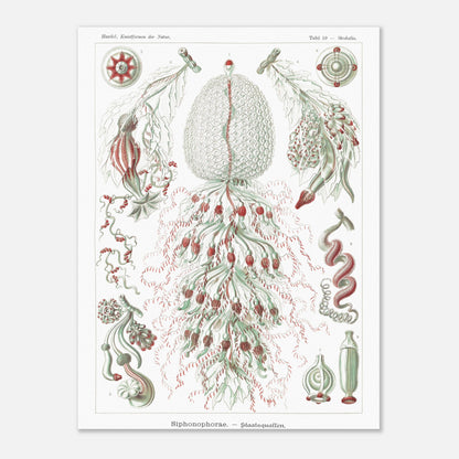 Planche de siphonophores par Ernst Haeckel - Kunstformen der Natur (30x40 cm). Estampe scientifique d'Ernst Haeckel illustrant plusieurs formes de siphonophores sur fond blanc.