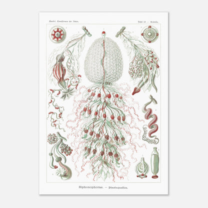 Planche de siphonophores par Ernst Haeckel - Kunstformen der Natur (42x59,4 cm (A2)). Estampe scientifique d'Ernst Haeckel illustrant plusieurs formes de siphonophores sur fond blanc.