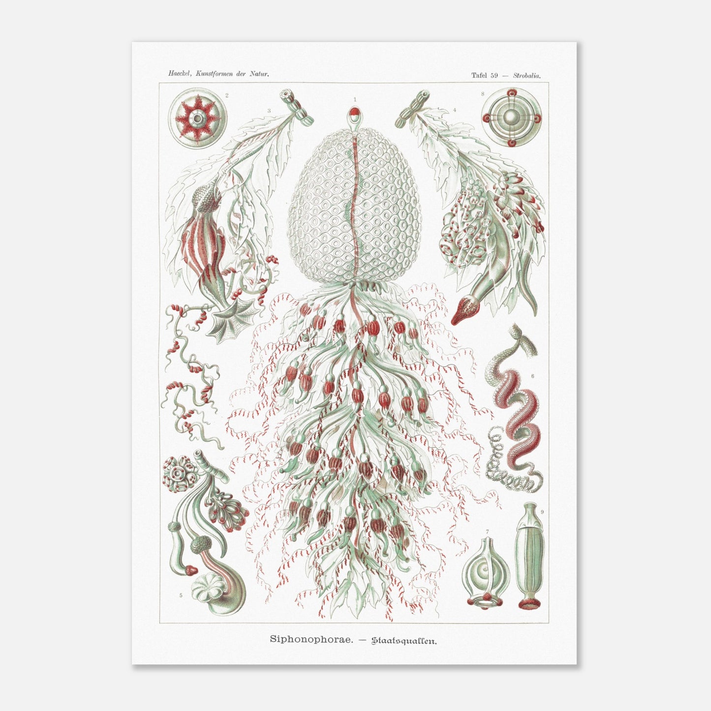 Planche de siphonophores par Ernst Haeckel - Kunstformen der Natur (50x70 cm). Estampe scientifique d'Ernst Haeckel illustrant plusieurs formes de siphonophores sur fond blanc.