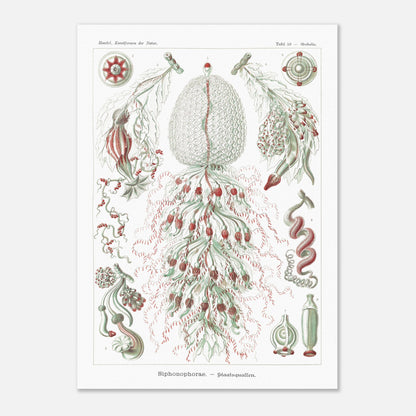 Planche de siphonophores par Ernst Haeckel - Kunstformen der Natur (50x70 cm). Estampe scientifique d'Ernst Haeckel illustrant plusieurs formes de siphonophores sur fond blanc.