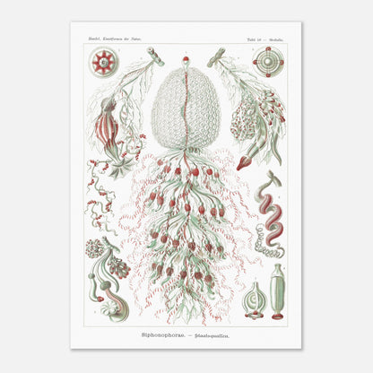Planche de siphonophores par Ernst Haeckel - Kunstformen der Natur (59,4x84,1 cm (A1)). Estampe scientifique d'Ernst Haeckel illustrant plusieurs formes de siphonophores sur fond blanc.