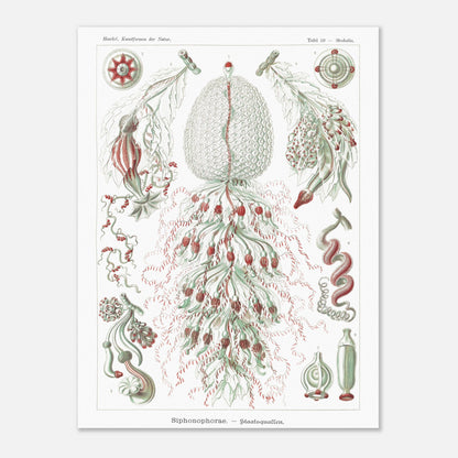 Planche de siphonophores par Ernst Haeckel - Kunstformen der Natur (60x80 cm). Estampe scientifique d'Ernst Haeckel illustrant plusieurs formes de siphonophores sur fond blanc.