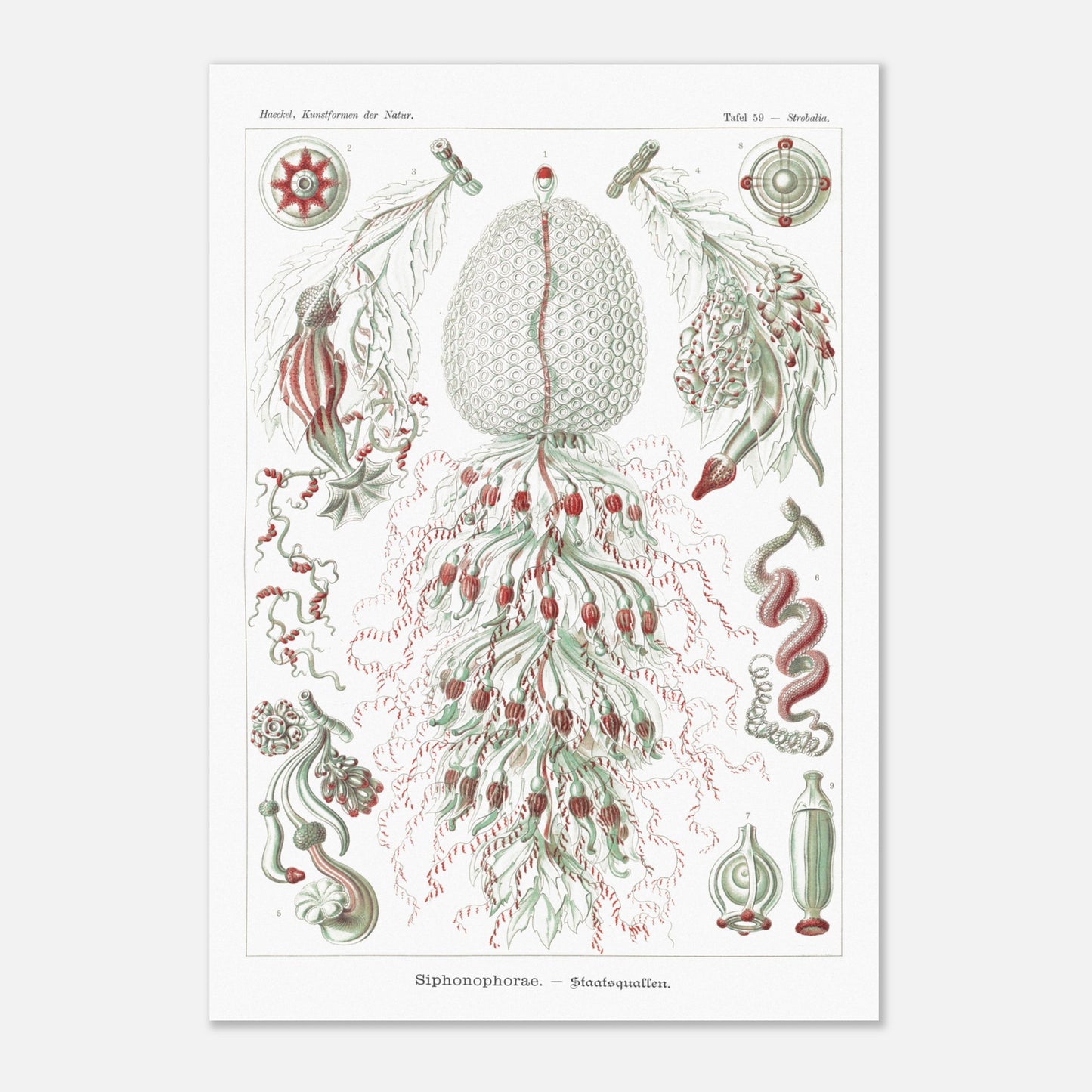 Planche de siphonophores par Ernst Haeckel - Kunstformen der Natur (70x100 cm). Estampe scientifique d'Ernst Haeckel illustrant plusieurs formes de siphonophores sur fond blanc.