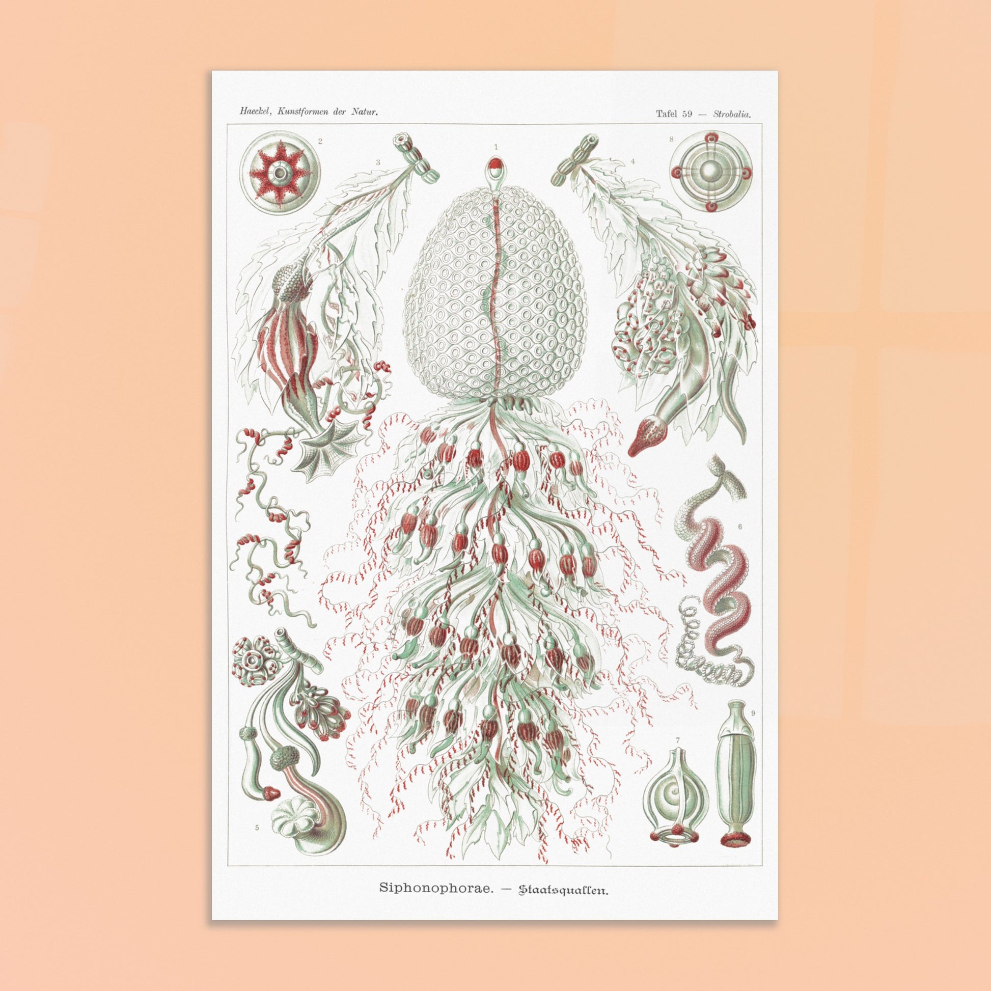 Planche de siphonophores par Ernst Haeckel - Kunstformen der Natur. Estampe scientifique d'Ernst Haeckel illustrant plusieurs formes de siphonophores sur fond blanc. Image d'illustration 8