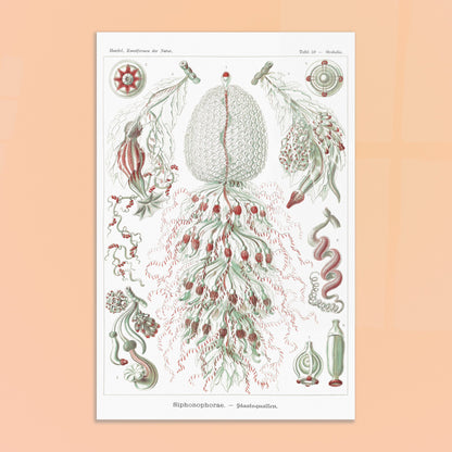 Planche de siphonophores par Ernst Haeckel - Kunstformen der Natur. Estampe scientifique d'Ernst Haeckel illustrant plusieurs formes de siphonophores sur fond blanc. Image d'illustration 8