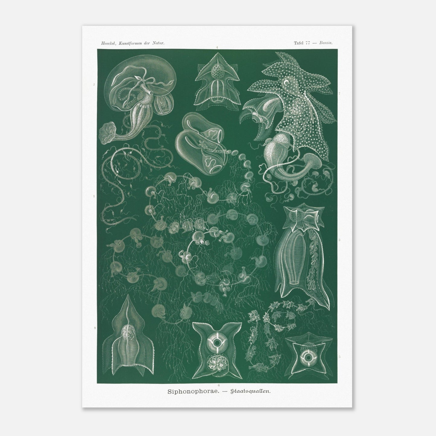 Planche naturaliste de Siphonophores par Ernst Haeckel (29,7x42 cm (A3)). Illustration naturaliste détaillée d'Ernst Haeckel présentant différentes espèces de siphonophores.