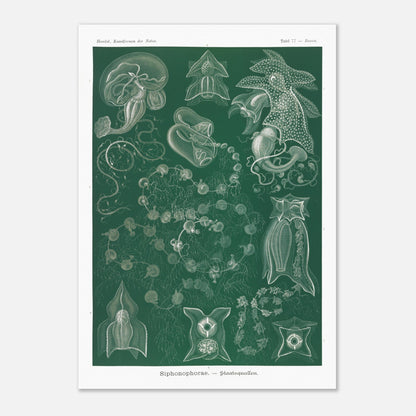 Planche naturaliste de Siphonophores par Ernst Haeckel (29,7x42 cm (A3)). Illustration naturaliste détaillée d'Ernst Haeckel présentant différentes espèces de siphonophores.