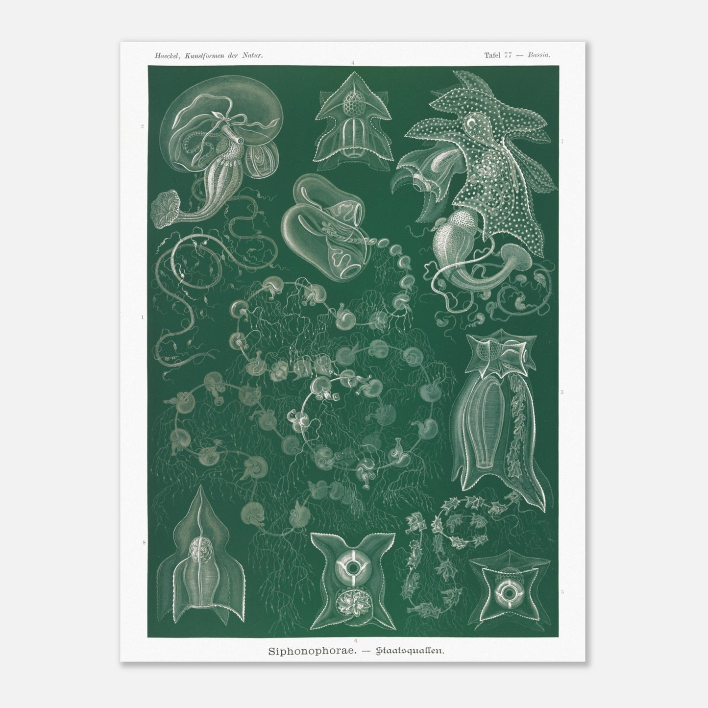 Planche naturaliste de Siphonophores par Ernst Haeckel (30x40 cm). Illustration naturaliste détaillée d'Ernst Haeckel présentant différentes espèces de siphonophores.