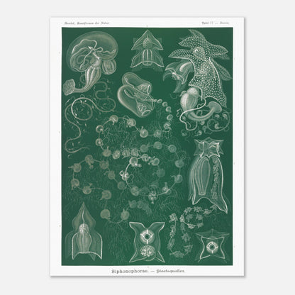Planche naturaliste de Siphonophores par Ernst Haeckel (30x40 cm). Illustration naturaliste détaillée d'Ernst Haeckel présentant différentes espèces de siphonophores.