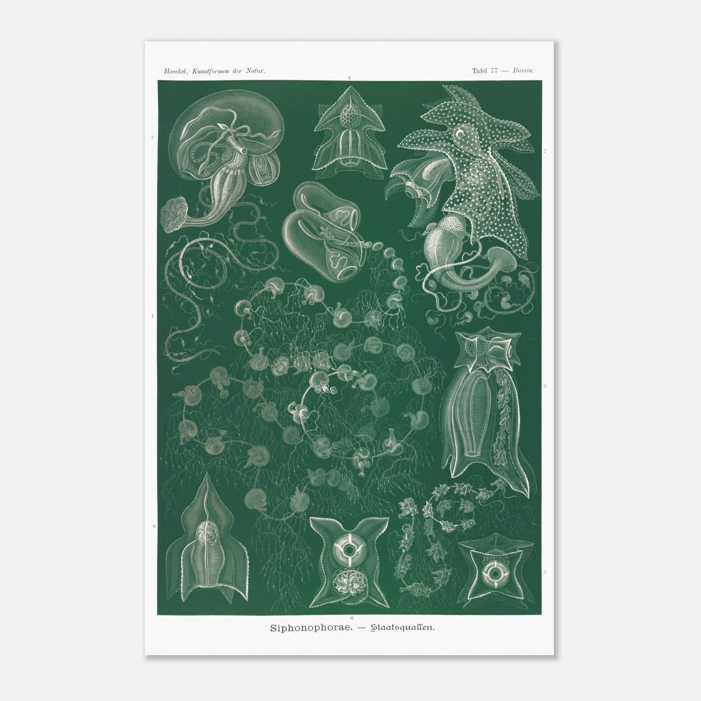 Planche naturaliste de Siphonophores par Ernst Haeckel (40x60 cm). Illustration naturaliste détaillée d'Ernst Haeckel présentant différentes espèces de siphonophores.
