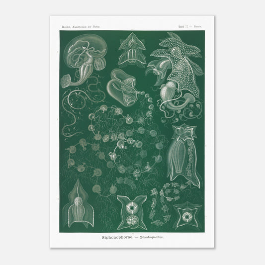 Planche naturaliste de Siphonophores par Ernst Haeckel (42x59,4 cm (A2)). Illustration naturaliste détaillée d'Ernst Haeckel présentant différentes espèces de siphonophores.