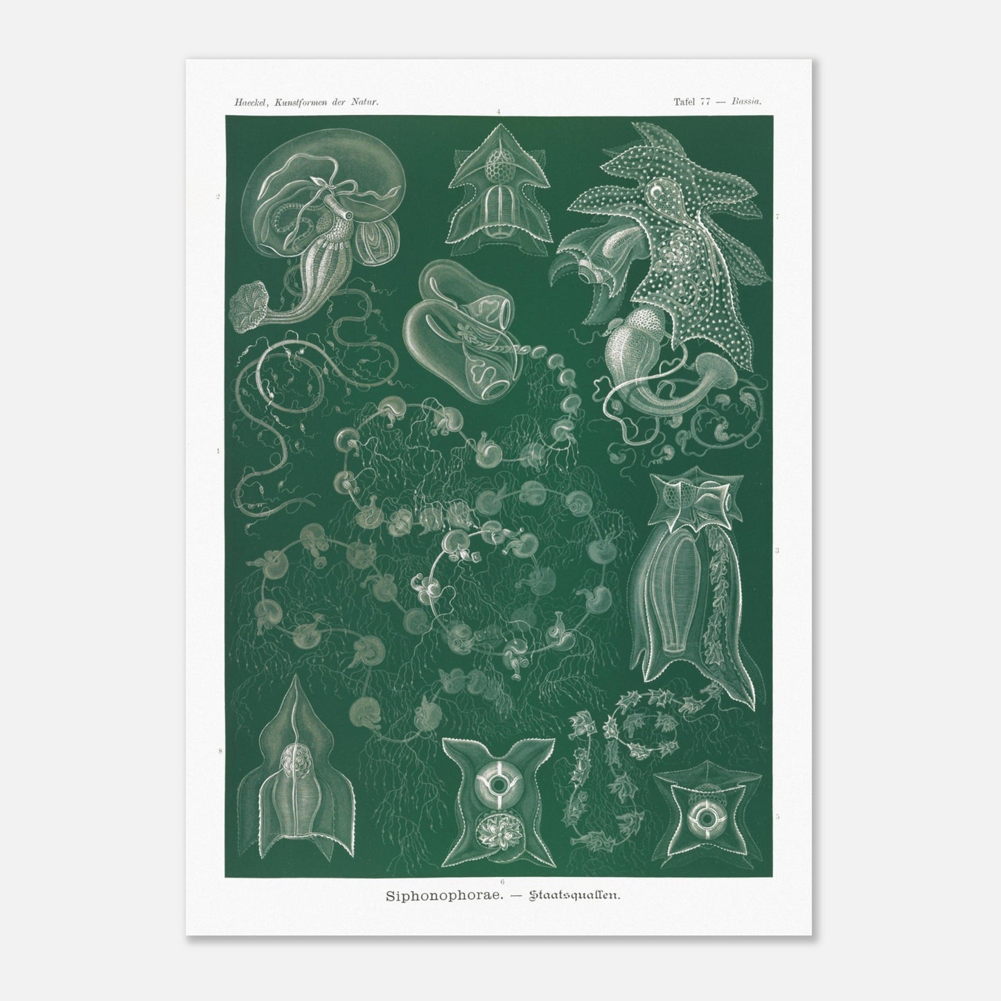 Planche naturaliste de Siphonophores par Ernst Haeckel (50x70 cm). Illustration naturaliste détaillée d'Ernst Haeckel présentant différentes espèces de siphonophores.