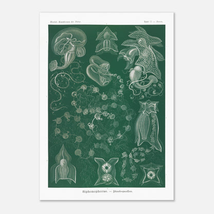 Planche naturaliste de Siphonophores par Ernst Haeckel (50x70 cm). Illustration naturaliste détaillée d'Ernst Haeckel présentant différentes espèces de siphonophores.