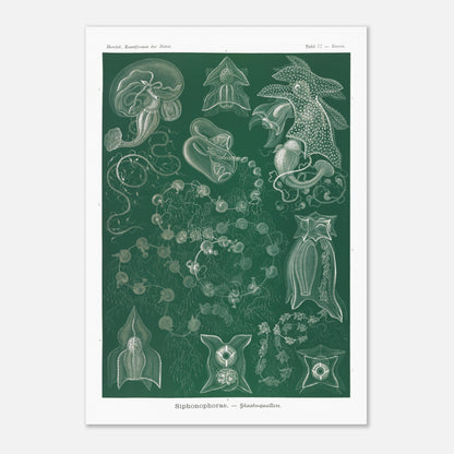 Planche naturaliste de Siphonophores par Ernst Haeckel (59,4x84,1 cm (A1)). Illustration naturaliste détaillée d'Ernst Haeckel présentant différentes espèces de siphonophores.