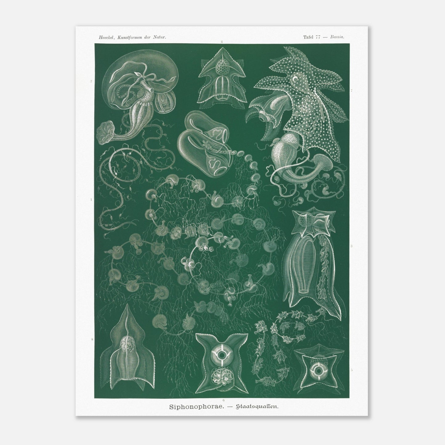 Planche naturaliste de Siphonophores par Ernst Haeckel (60x80 cm). Illustration naturaliste détaillée d'Ernst Haeckel présentant différentes espèces de siphonophores.