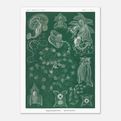 Planche naturaliste de Siphonophores par Ernst Haeckel (60x80 cm). Illustration naturaliste détaillée d'Ernst Haeckel présentant différentes espèces de siphonophores.