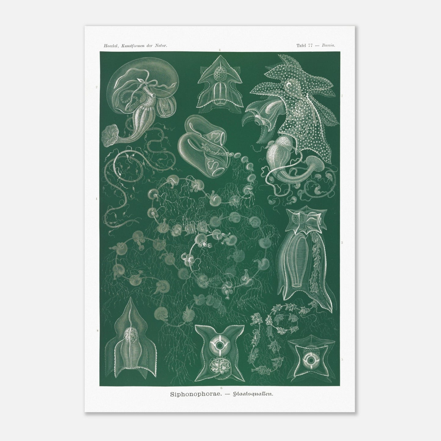 Planche naturaliste de Siphonophores par Ernst Haeckel (70x100 cm). Illustration naturaliste détaillée d'Ernst Haeckel présentant différentes espèces de siphonophores.